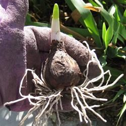 Bulb with roots