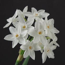 Paperwhite in bloom