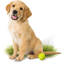 Dog on grass with tennis ball