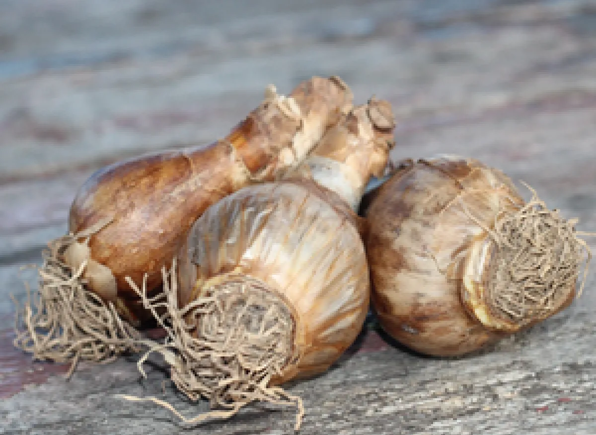 How To Plant Summer Bulbs Natural Alternative