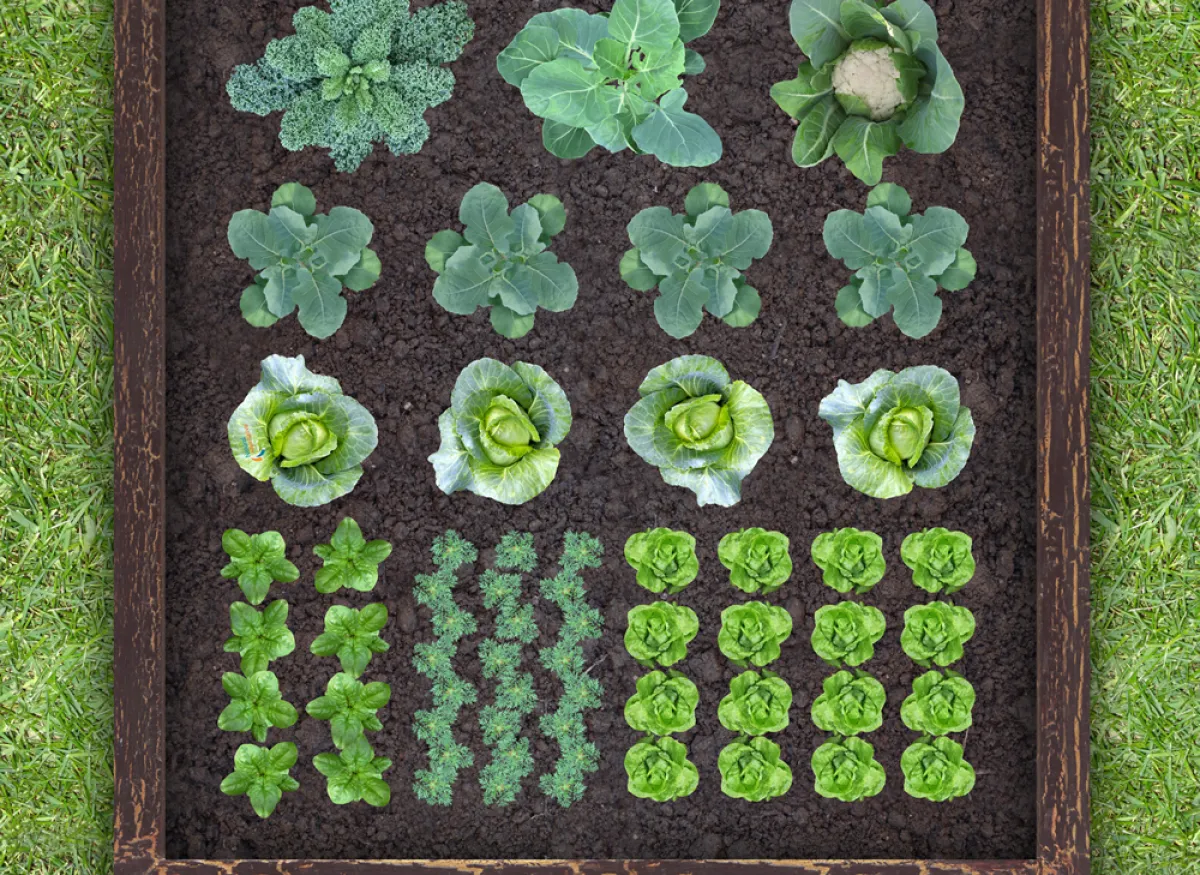 Fall Vegetable Garden Plan Natural Alternative