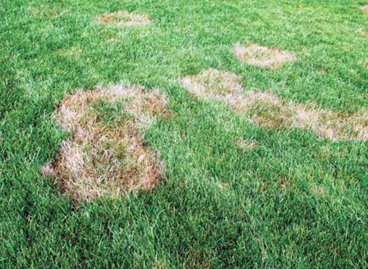 How to Treat Brown Patches in Your Yard - Natural Alternative