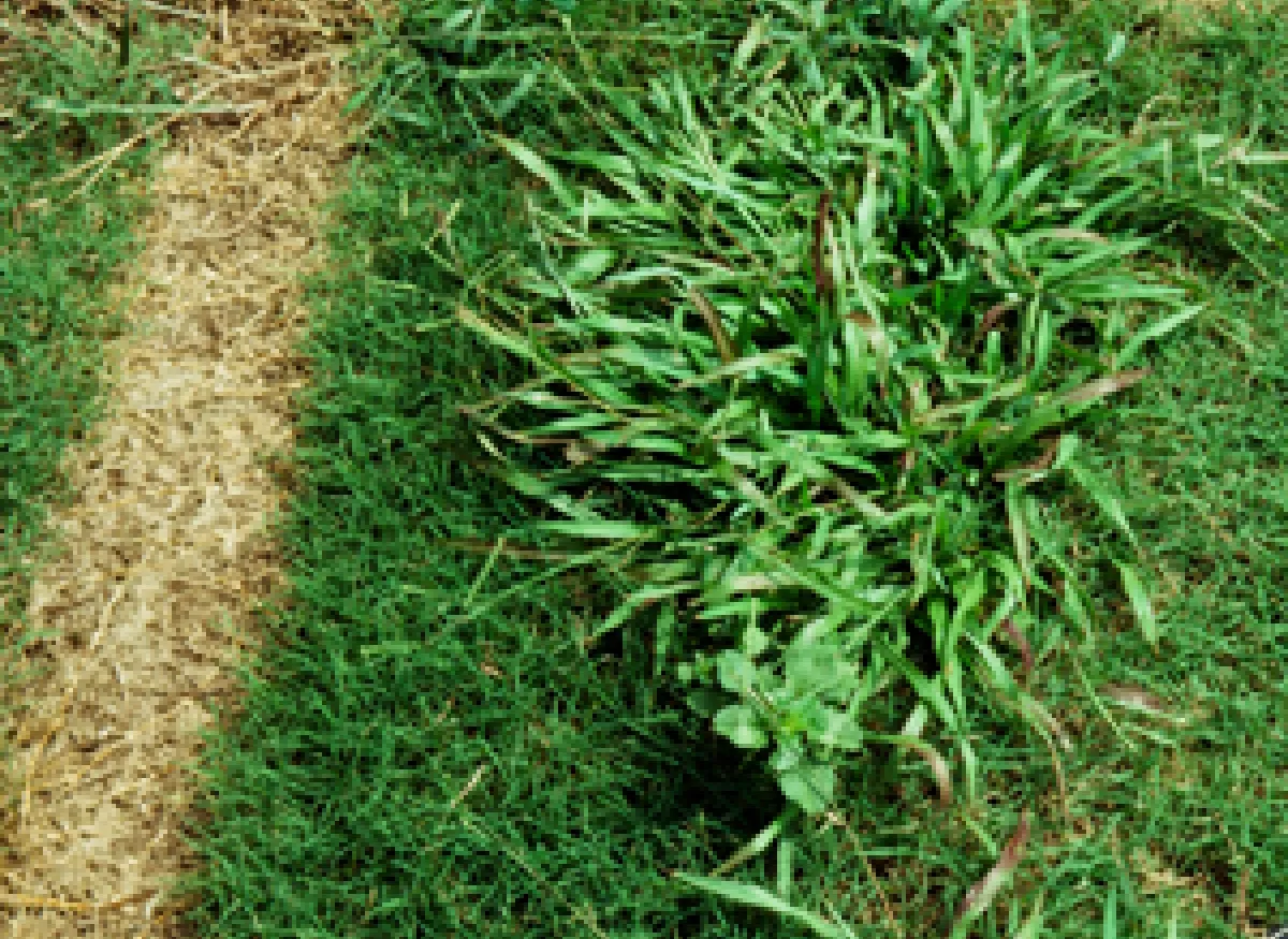 How to Treat Summer Lawn Weeds Naturally: Easy Eco-Friendly Tips