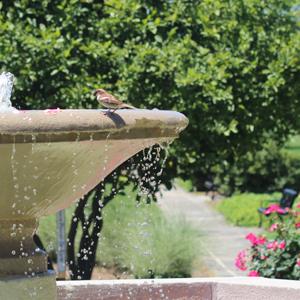 Bird In A Fountain Bird Bath