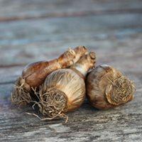 Bulbs on picnic table