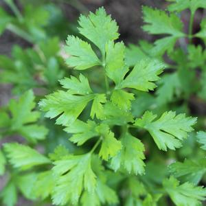 Parsley