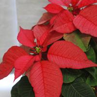 Red Poinsettia