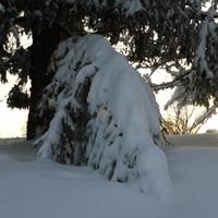 Tree branch with snow