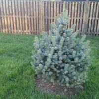 Blue Spruce Tree