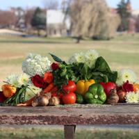 Vegetables From The Garden