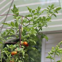 Tomatoes Growinbg