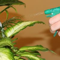 Spraying House Plants With Water