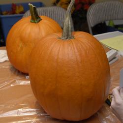 Pumpkin ready to be carved for Halloween