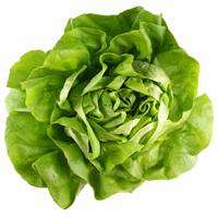 Head of Lettuce