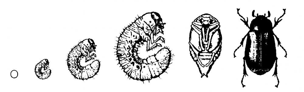 Beetle Lifecycle