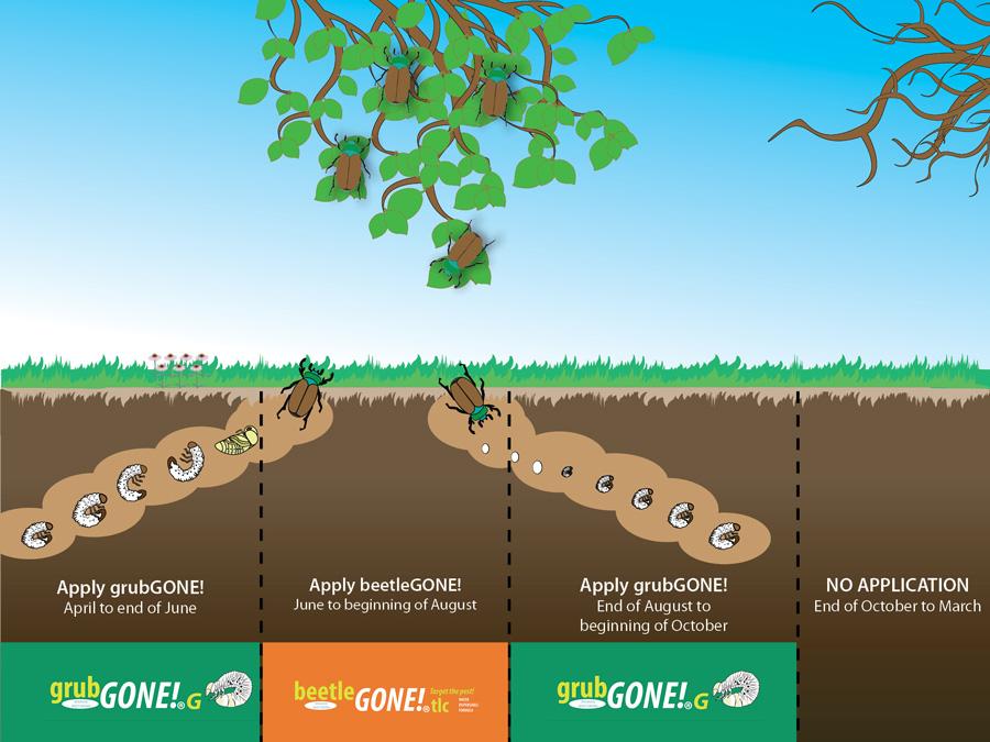 Beetle Lifecycle