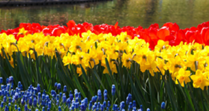 Tulips and Daffodils