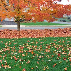 Fall Lawn