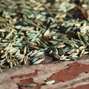 Grass Seed