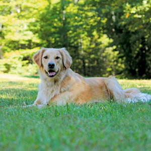 Dog on green lawn