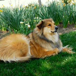 Dog on green lawn