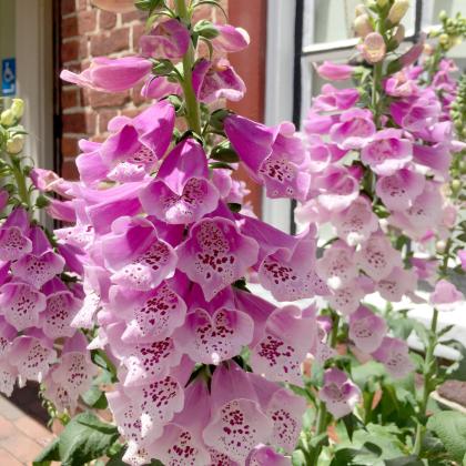 Foxglove