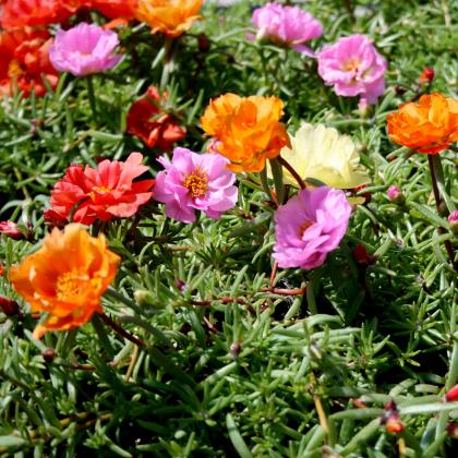 Moss Rose