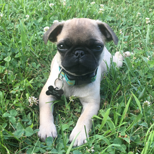 Pug on green lawn