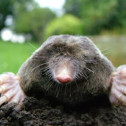 Mole