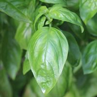 Basil