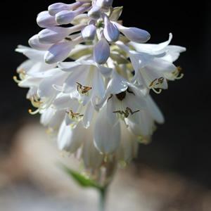 White Hosta