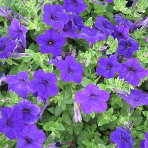 Blue Petunias