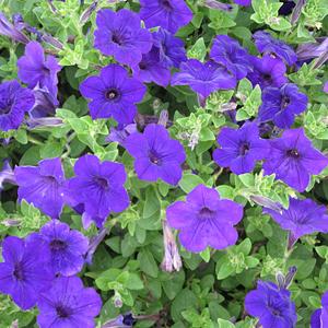 Blue Petunias