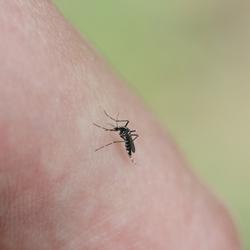 Mosquito on hand