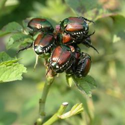 Japanese beetle