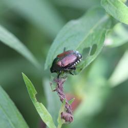 Japanese beetle