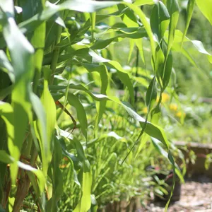 Corn