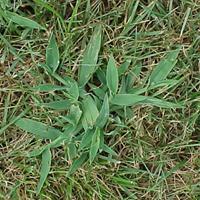 Crabgrass