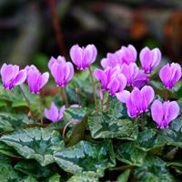 Cyclamen Pink