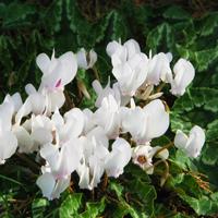 Cyclamen White