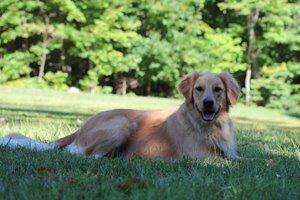 Dog on green lawn