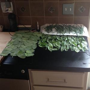 Drying Herbs