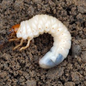 Controlling grubs