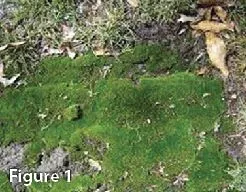 Mosses
