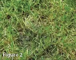 Soil surface