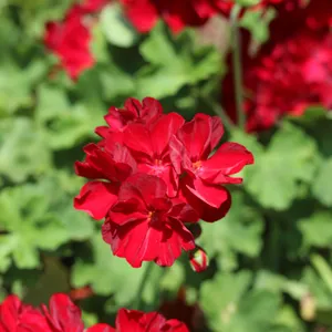 Geranium