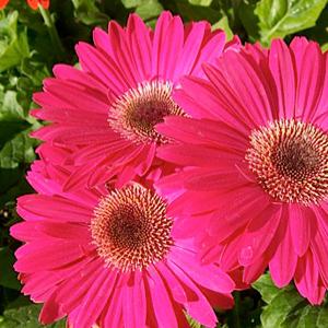 Gerbera Daisy