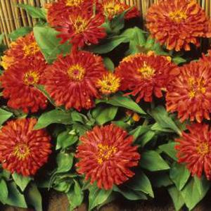 Zinnia