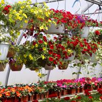 Flower baskets