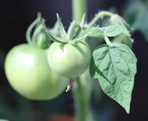 Green tomatoes